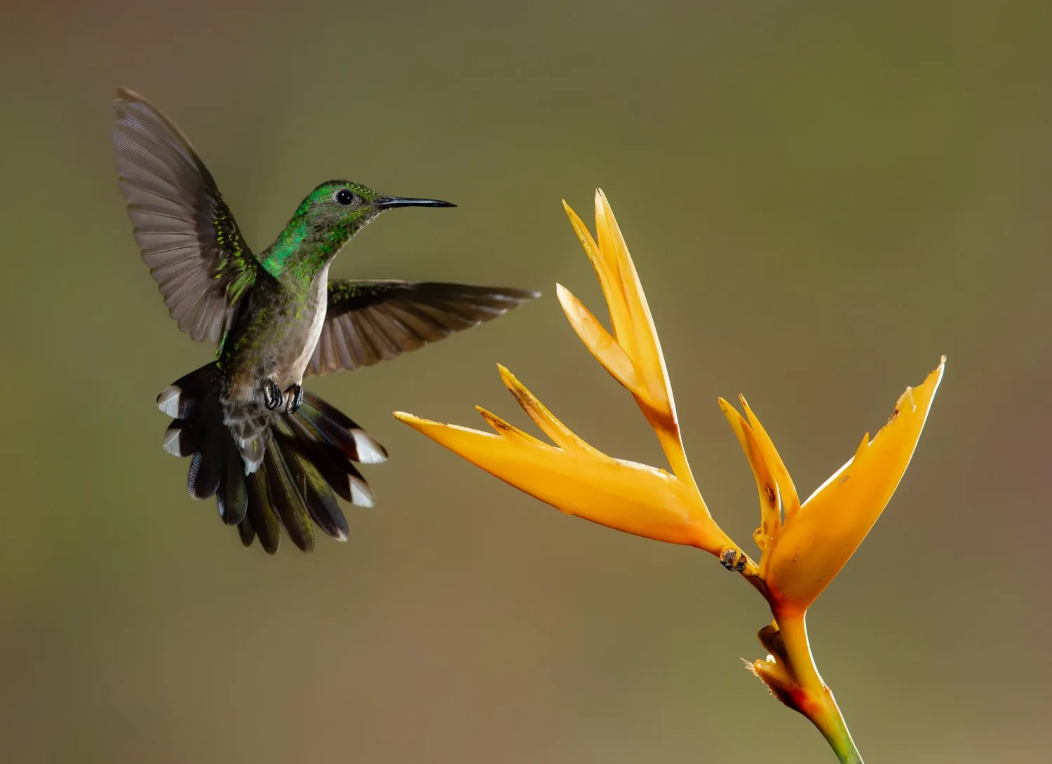 hummingbird photography 7