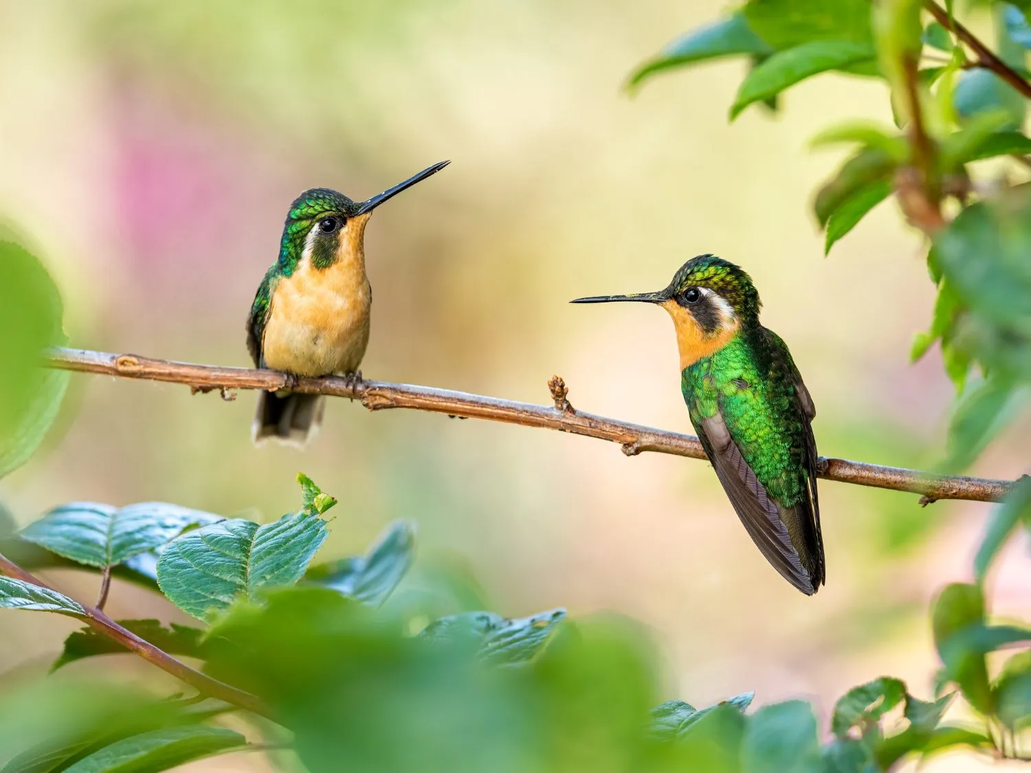 hummingbird photography 8
