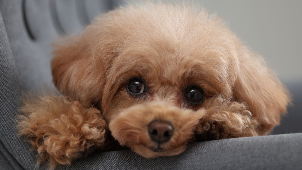 عکس یک سگ زیبا که با دوربین Canon EOS R10 18-45mm ثبت شده است.