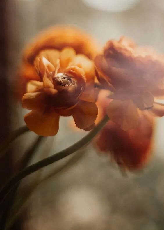 ایده عکاسی گل با افکت بوکه هنری