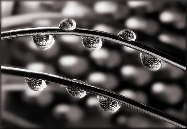 عکس ماکرو سیاه و سفید از قطرات آب روی ساقه گیاه