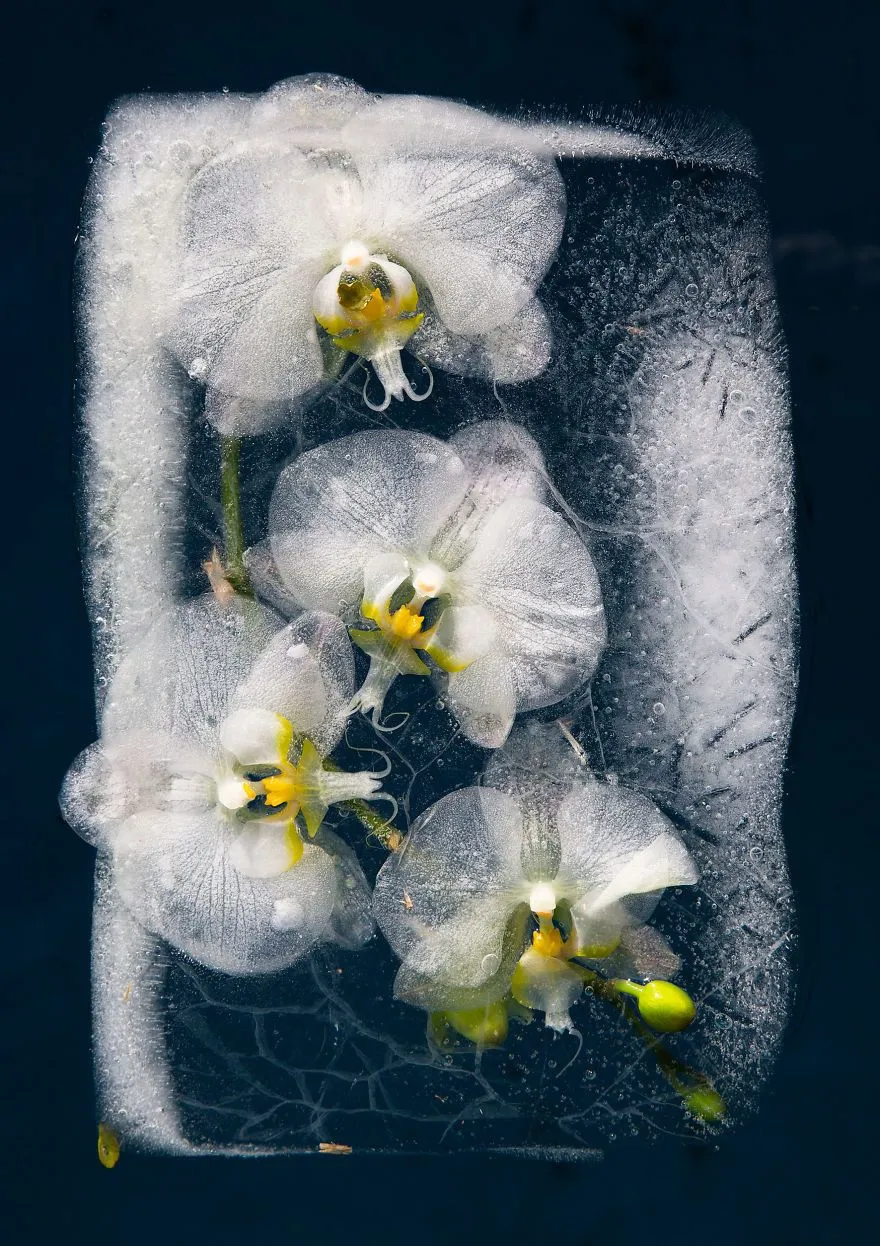 ایده عکاسی گل یخزده با جزئیات هنری