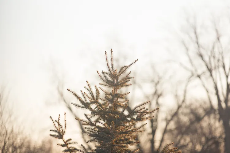 Memorable Jaunts Christmas Tree in the winter light 1