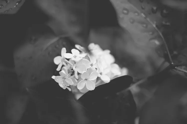 Memorable Jaunts black and white photo of lilacs 3