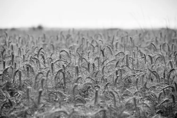 Memorable Jaunts black and white photo wheat fields 4