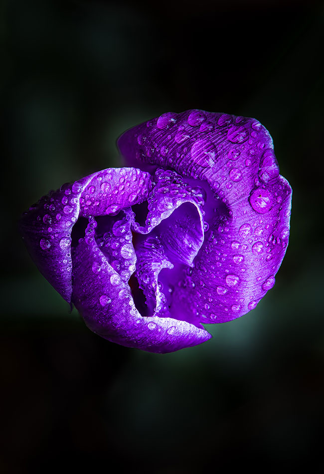 Tom Bol photos around home purple flower