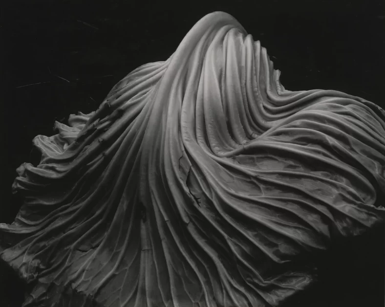 Cabbage Leaf Edward Weston