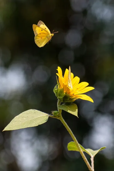 butterfly photography 10