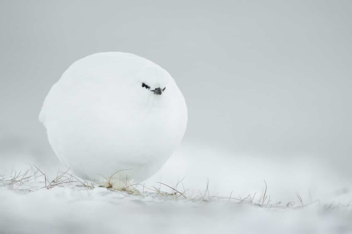 comedy wildlife 2023 Highly Commended Jacques Poulard Snowball