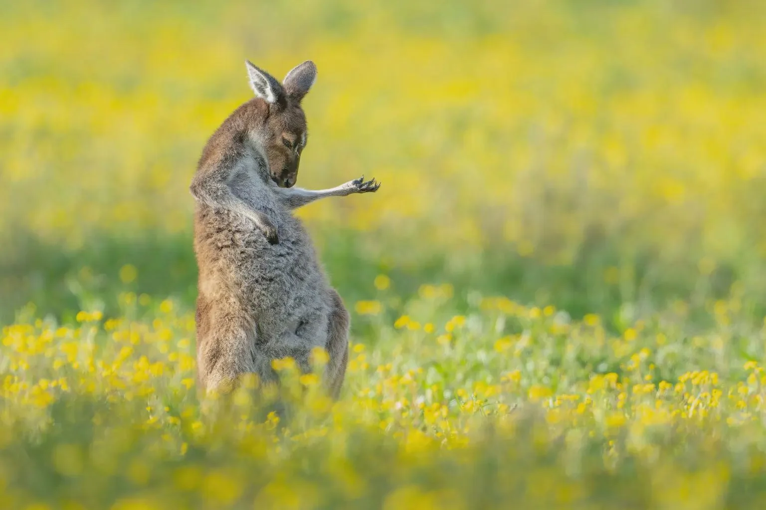 kangaroo playing air guitar