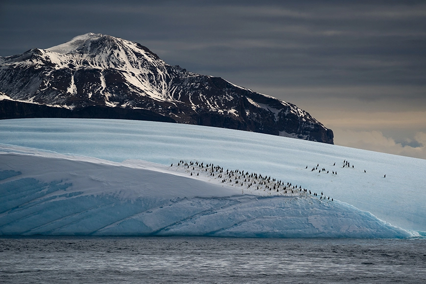 کلونی پنگوئن‌ها برای گرم شدن روی تکه یخی عظیم جمع شده‌اند. سطح پوشیده از برف و لبه‌های دندانه‌دار، منظره‌ای چشمگیر را خلق کرده‌اند. کوه‌های دوردست حس وسعت را القا می‌کنند.