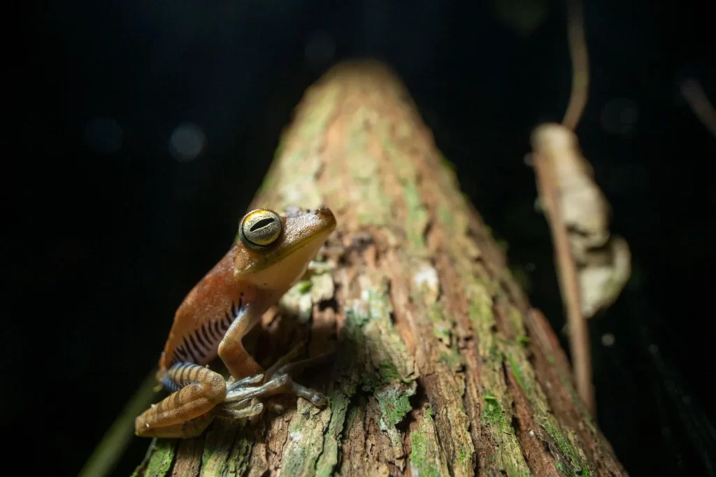 Marlondag Amazon Frog