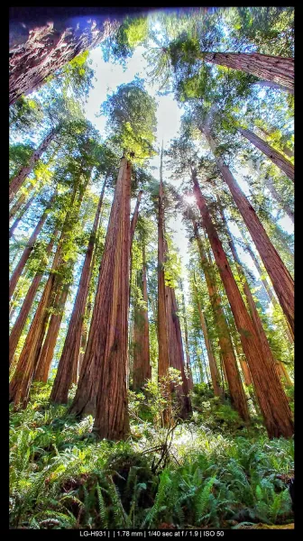 Redwoods vertical wide angle