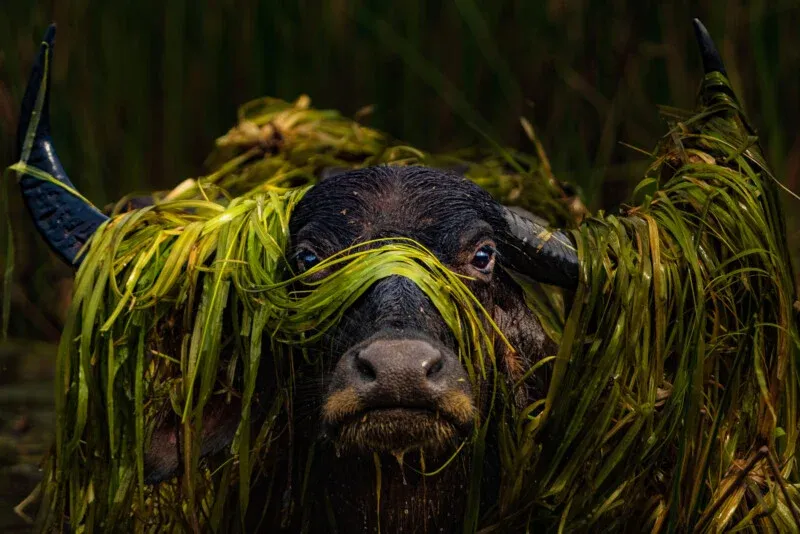 02 AnimalPortrait Runnerup Prashanthan Yogendranathan 800x534 1 02 AnimalPortrait Runnerup Prashanthan Yogendranathan 800x534 1